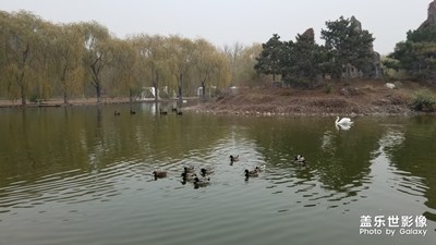 【2019最美瞬間】+北京野生動物園游覽