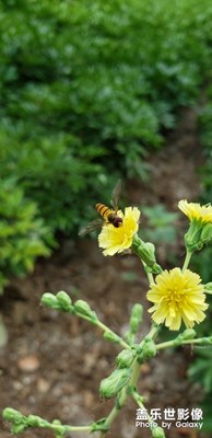 生機(jī)盎然