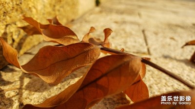 【2019最美瞬間】絢爛后的護花