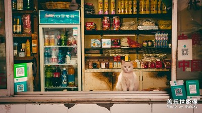 [2019最美瞬間]貓店長