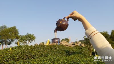 茶場