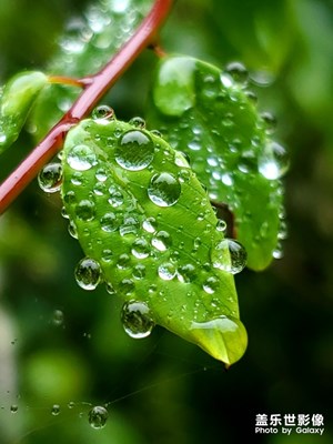 雨后雨滴