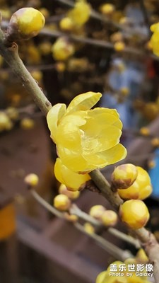 臘梅花開