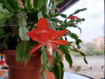 養(yǎng)了四年的花