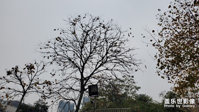 【明亮的夜】+故鄉(xiāng)月夜明