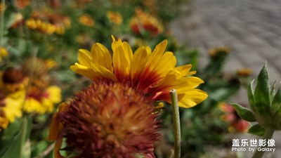 相機專業(yè)模式確實很贊