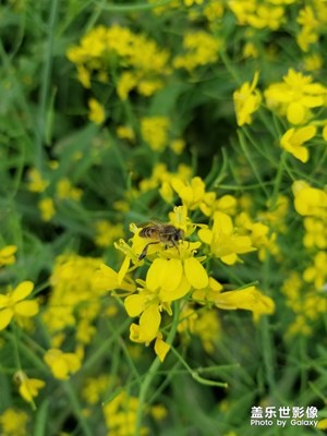 路邊的菜花