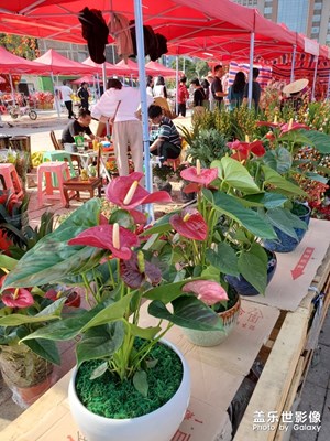 【繽紛世界】+年花的美