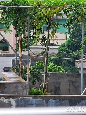 【鼠年吉祥】+不一樣的年！