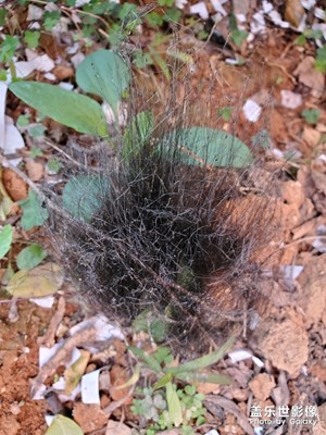 這種菌類有毒嗎？我家菜園子里一團一團的