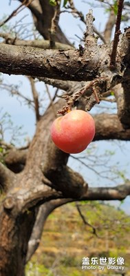花開時(shí)節(jié)