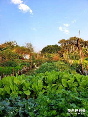 2020春節(jié)蔬菜之旅