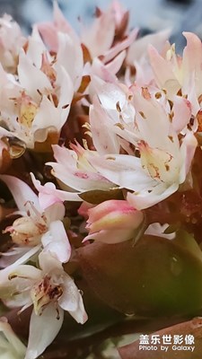 【鼠年吉祥】+多肉植物開花，美麗綻放