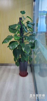 【我的生活】+小葉綠蘿加大葉綠蘿