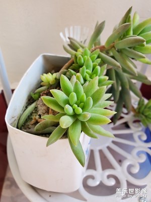 【我的生活】家里養(yǎng)的盆栽