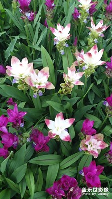 立春，春暖花開季。