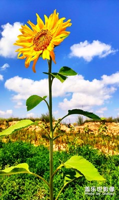 圖，雜亂無章，