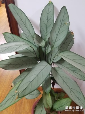 《我的生活》+我的綠植