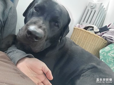 不要說我偏心，你倆打架已經(jīng)嚴(yán)重影響了的心情