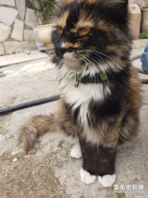 家里的貓貓狗狗