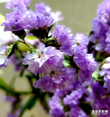 長夜看花花寂寞