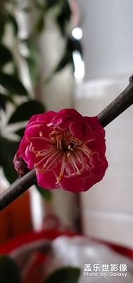 臘梅