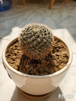 【身邊的景色】盆栽與空蕩的街道