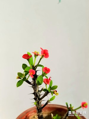 春暖了花開(kāi)了