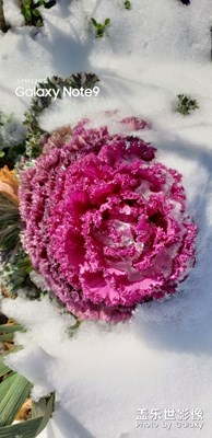 不畏寒冬 熱力盛開