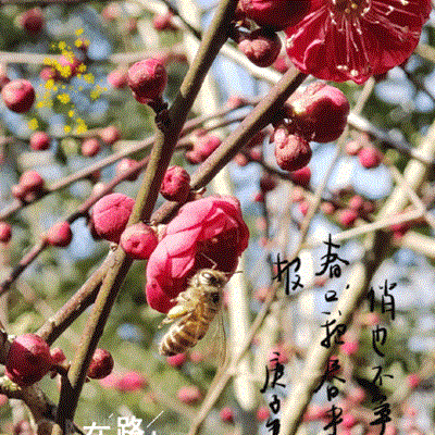 紅梅盛開