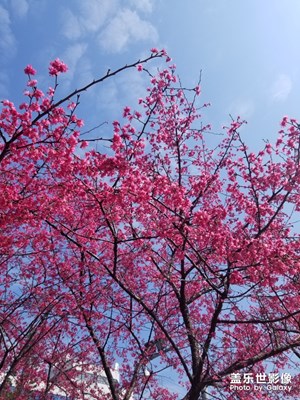 櫻花開了