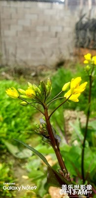 菜花??