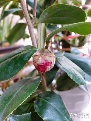 A90微距棒噠噠，高清晰度，細(xì)節(jié)絲毫畢現(xiàn)！