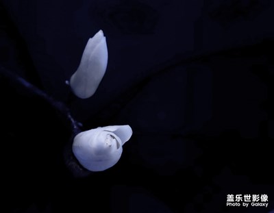 白玉蘭