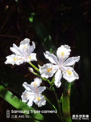 鳶尾花