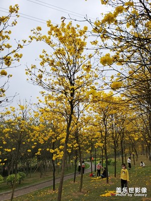 風(fēng)鈴花
