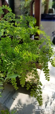 久違|花花和草草