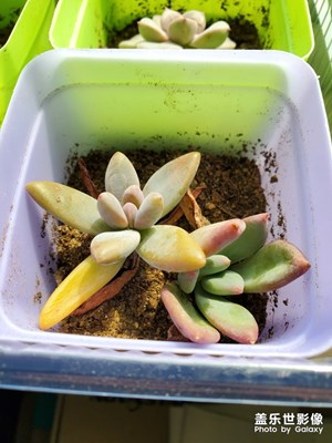 【居家生活】+拍些多肉