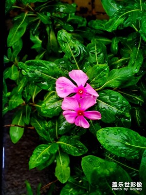 【居家生活】+我是肥宅我快樂