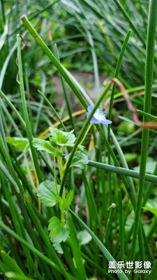 出門曬太陽(yáng)拍了一朵小小花 比小草還小