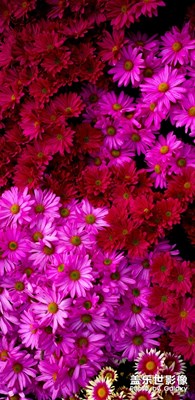 節(jié)日快樂！