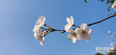 有春風(fēng)拂面的溫柔，有美好故事的發(fā)生