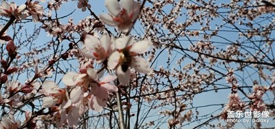 來，到我家來感受春