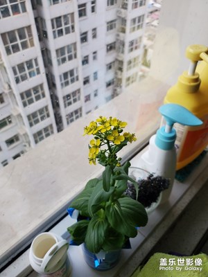 疫情過(guò)去，油菜花開(kāi)，春天也悄悄來(lái)到！