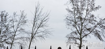 廠子附近的楊樹