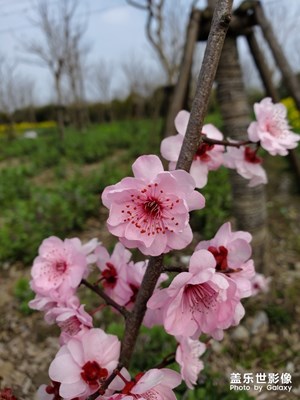 【上下班的路上】+田園風(fēng)
