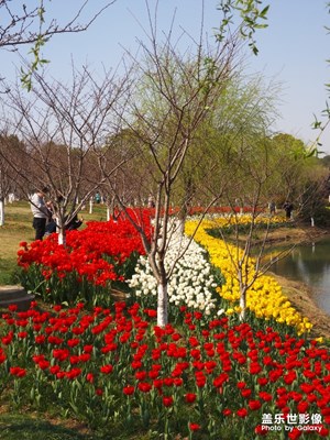 漂亮的鮮花