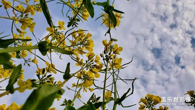 ??春景無分大小，都讓我們眷戀