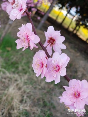 陽春三月，春暖花開，花花世界，目不暇接。