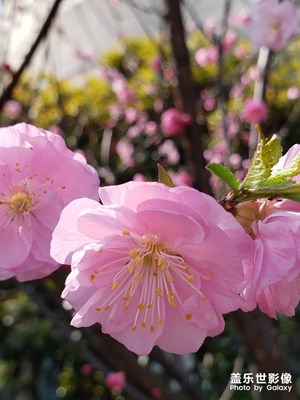 美麗的花朵??